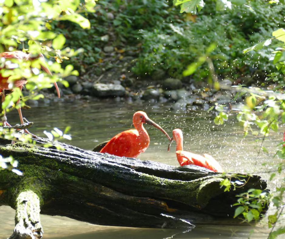 Ranganathittu Bird Sanctuary